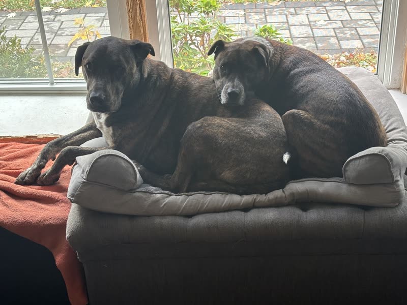 Three dark brindle dogs piled on an armchair in front of a sunlit window