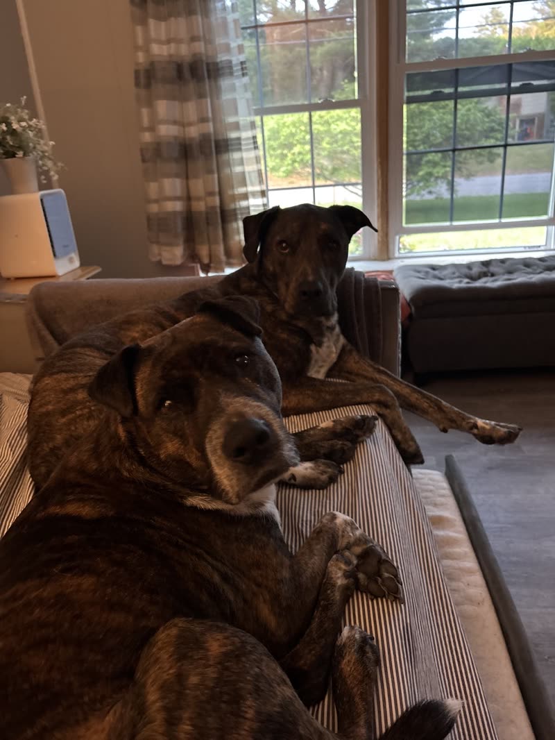 Two brindle dogs resting together on a sofa in a bright living room