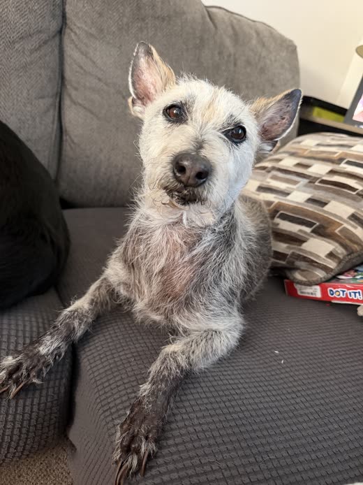 A scruffy grey and white terrier lying on a sofa looking at the camera