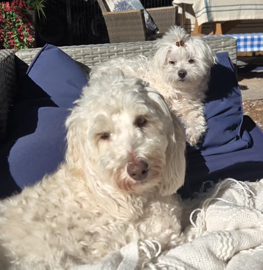 A cream doodle and a small white dog with a topknot sitting together on patio furniture after a groom