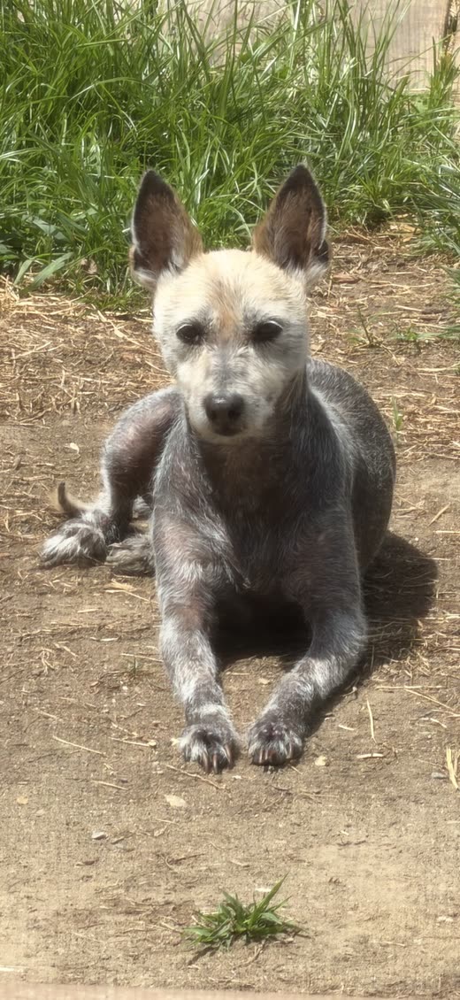 A small tan and grey terrier outdoors in bright sun