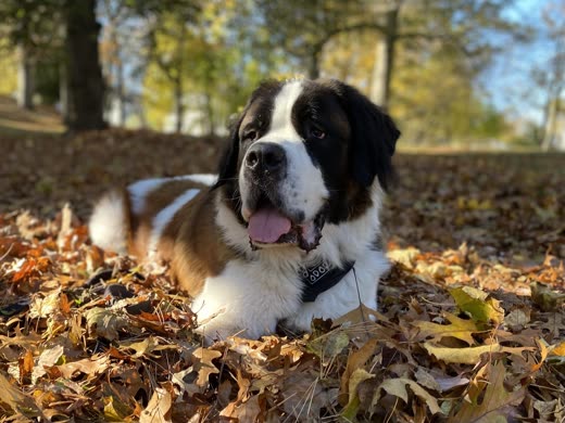 A Saint Bernard lying in autumn leaves, backlit by low sun