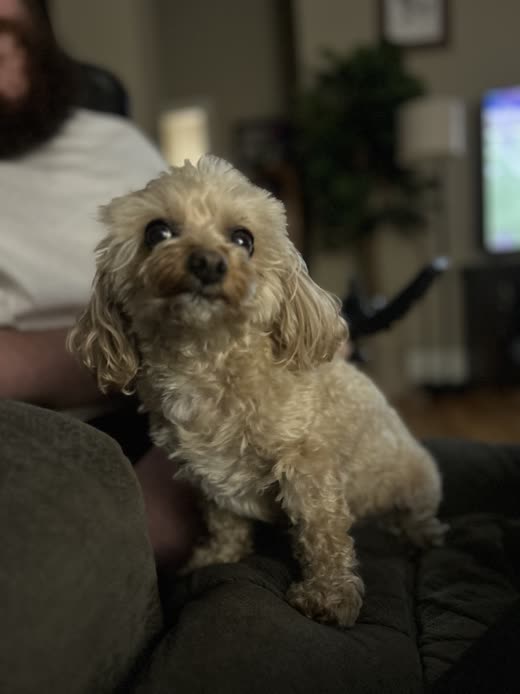 A small cream poodle-mix sitting on someone's lap indoors